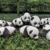 Est ce-que le panda géant n’est plus une espèce « en danger » ?
